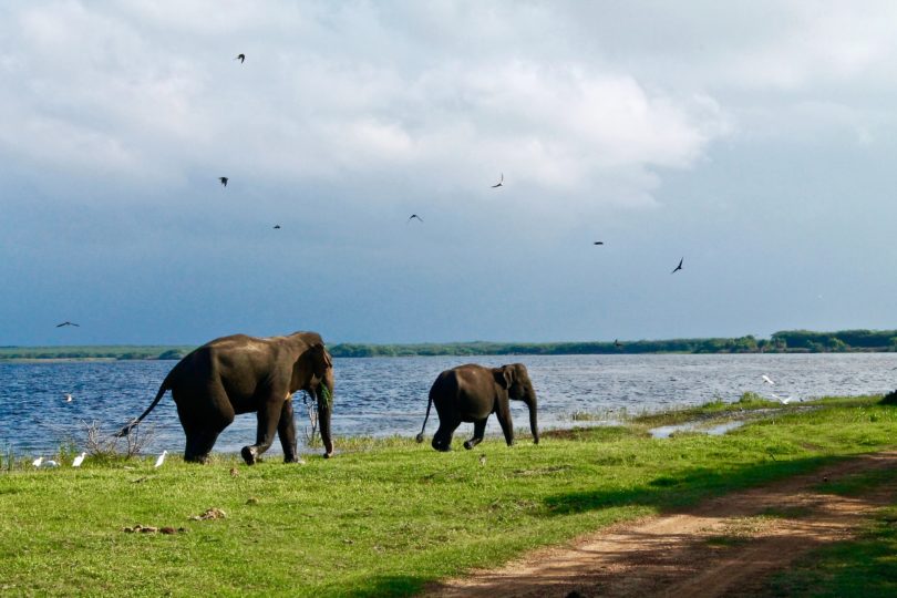 SRI LANKA LES VOYAGES EN FAMILLE 13