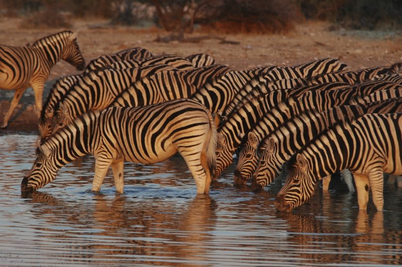Namibie 96781174 Zebres